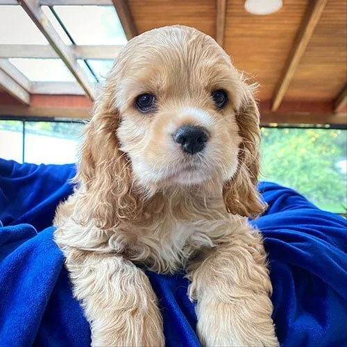 Venta de perros Cocker Americano