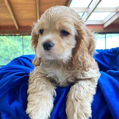 Envíos a Guayaquil, Machala, Cuenca, Quito y todo Ecuador