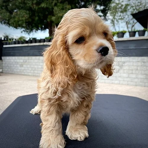 Venta de cachorros Cocker Americano