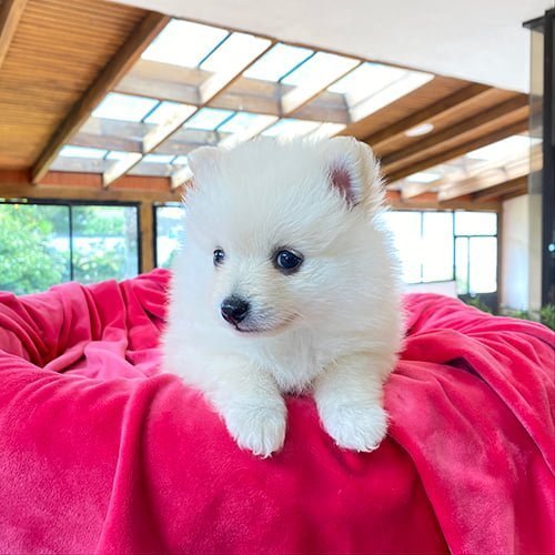 Venta de perros pomerania con tarjetas de crédito