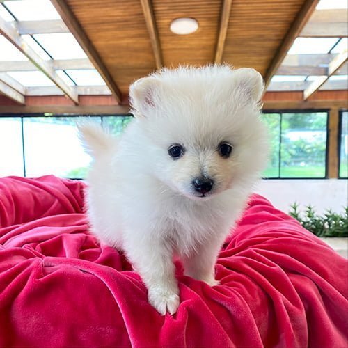 Adquiera su cachorro perros pomerania en una tienda autorizada