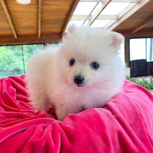 Venta de perros pomerania con tarjetas de crédito