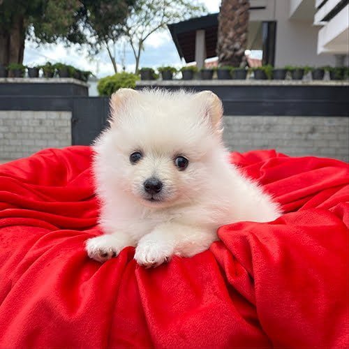 Adquiera su cachorro perros pomerania en una tienda autorizada