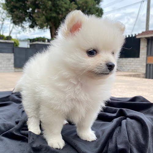 Pomerania Perros De Venta En Quito Guayaquil Cuenca Y Todo Ecuador Cachorros De Criadero Super Pet