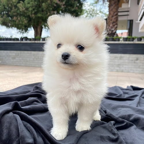 Descuentos si la compra de su perros pomerania es en efectivo