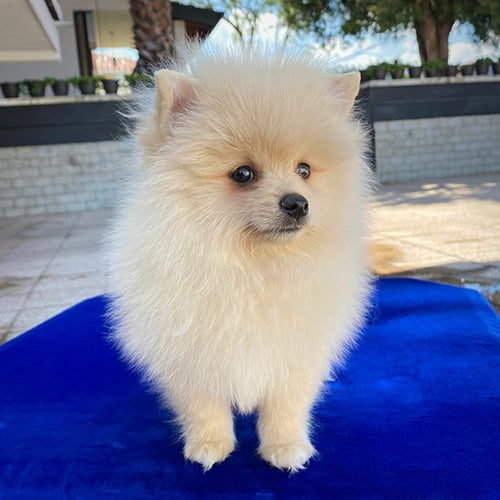 Descuentos si la compra de su perros pomerania es en efectivo