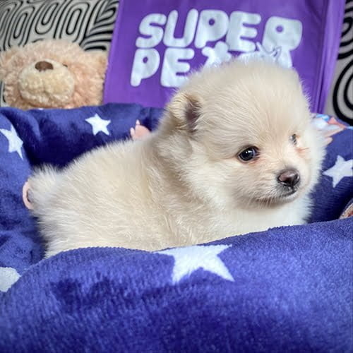 Venta de perros pomerania con tarjetas de crédito