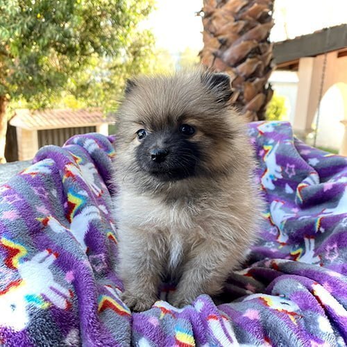 Adquiera su cachorro perros pomerania en una tienda autorizada