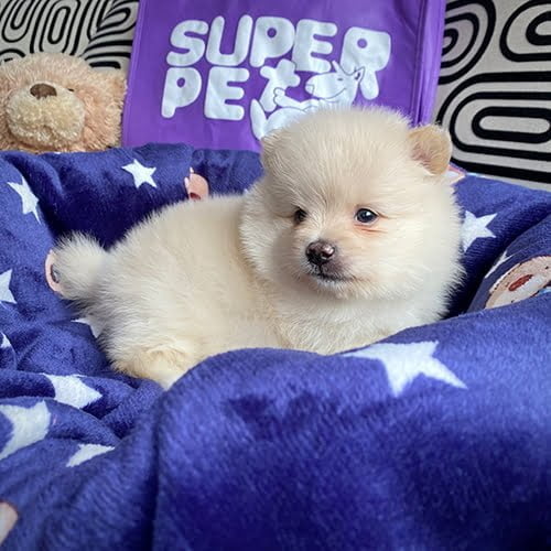 Venta de perros pomerania con tarjetas de crédito