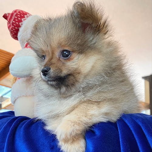 Adquiera su cachorro perros pomerania en una tienda autorizada