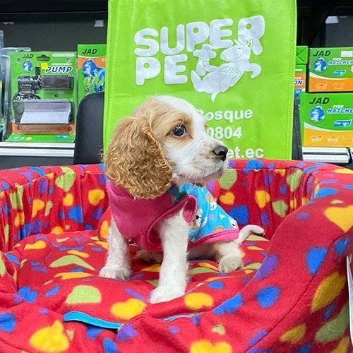 Venta de perros cocker con factura y garantía