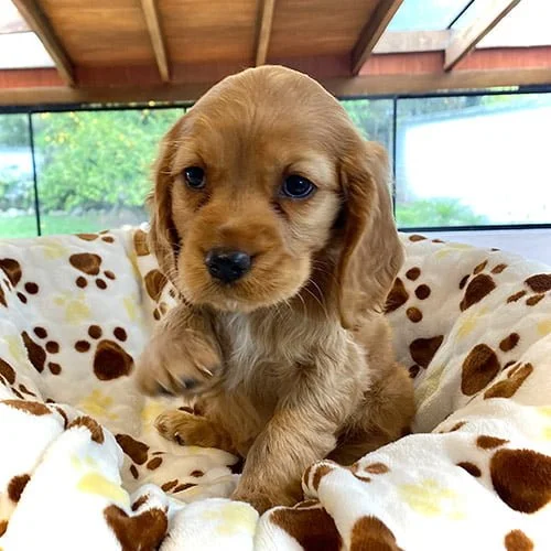 Comprar un perro cocker con factura y garantía