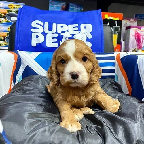 Tienda de mascotas Super Pet Ecuador