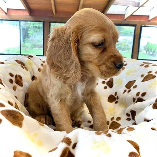 Tienda de mascotas Super Pet Ecuador