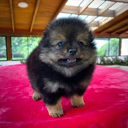 Adquiera su cachorro perros pomerania en una tienda autorizada
