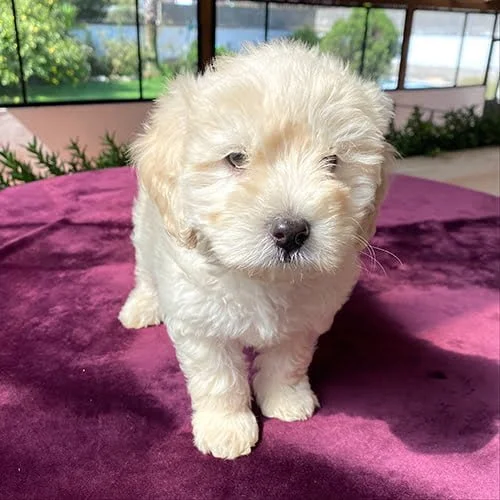 Venta de perros castellano con factura y garantía