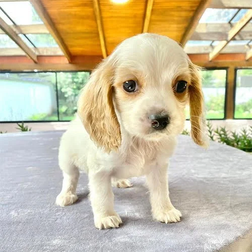 Cachorros Cocker de venta