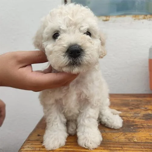 Venta de cachorros castellano con factura y garantía