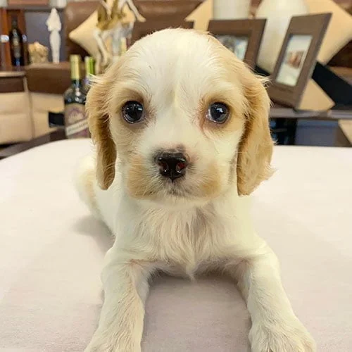 Comprar un perro cocker con tarjeta de crédito