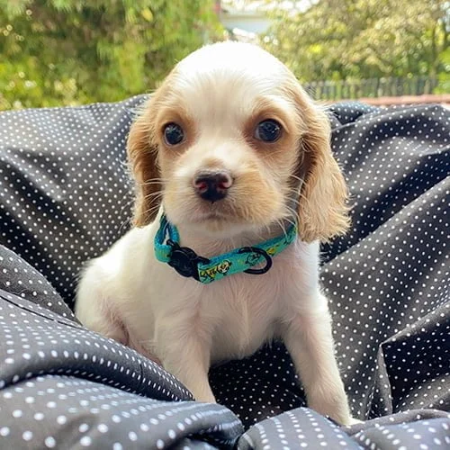 Comprar un cachorro cocker con factura y garantía