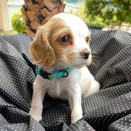 Envíos a Guayaquil, Machala, Cuenca, Quito y todo Ecuador