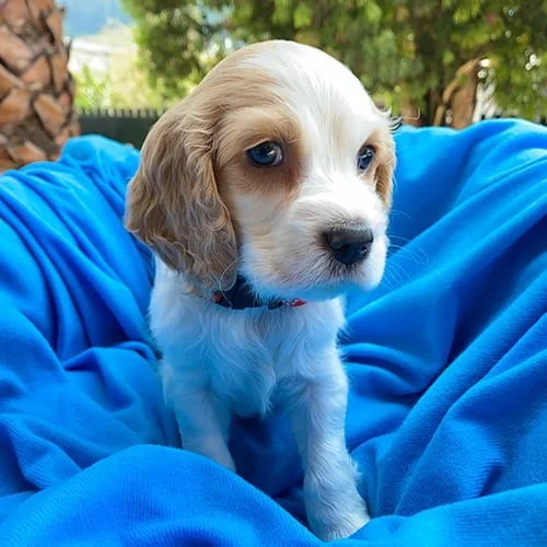 Tienda de mascotas Super Pet Ecuador