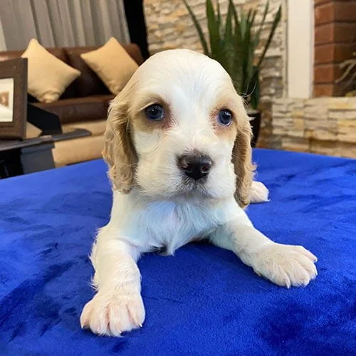 Venta de perros cocker con factura y garantía