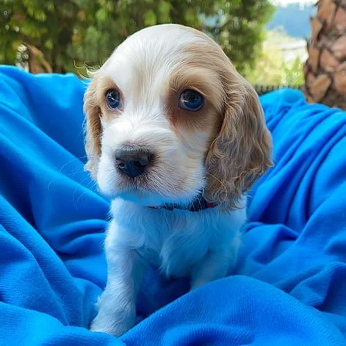 Precio de un perro cocker