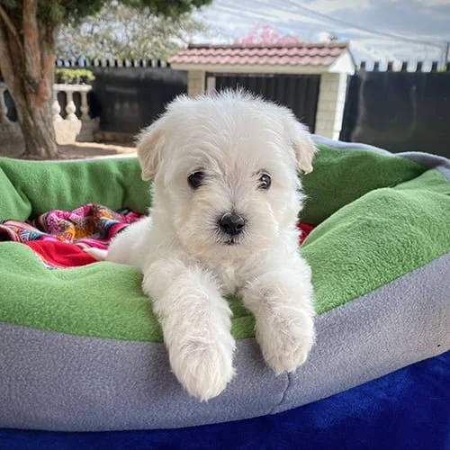 Venta de perros castellano con factura y garantía