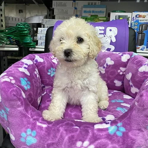 Precio de un perro castellano