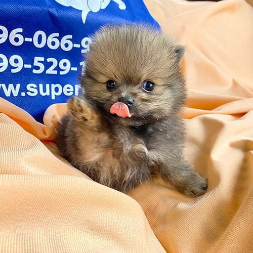 Venta de perros pomerania con tarjetas de crédito