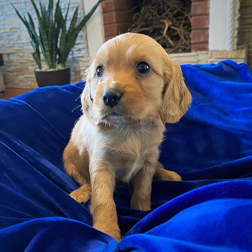 Comprar un cachorro cocker con tarjeta de crédito