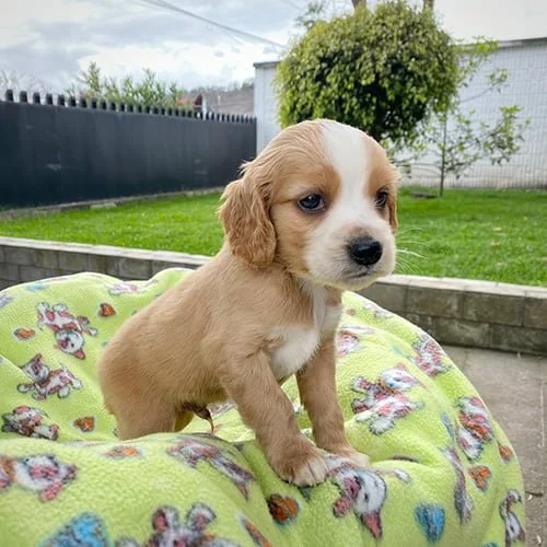 Comprar un perro cocker con factura y garantía
