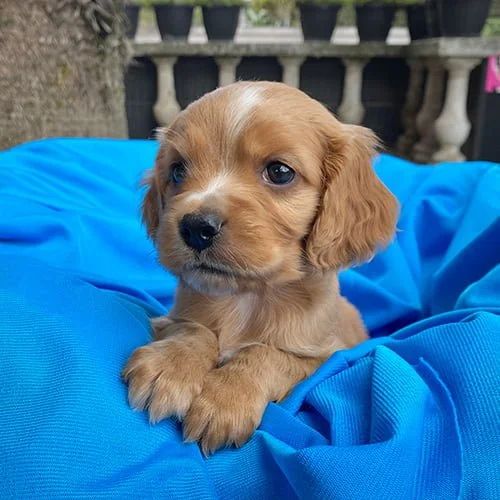 Cachorros Cocker de venta en Ecuador