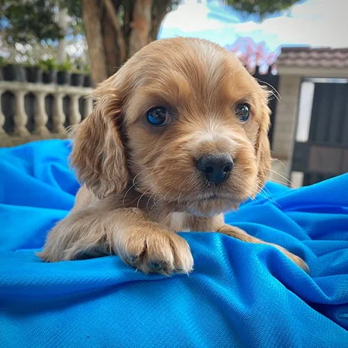 Comprar un cachorro cocker con tarjeta de crédito
