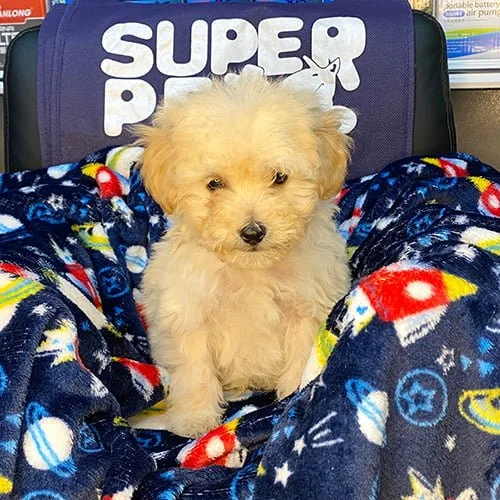 Venta de perros castellano con factura y garantía