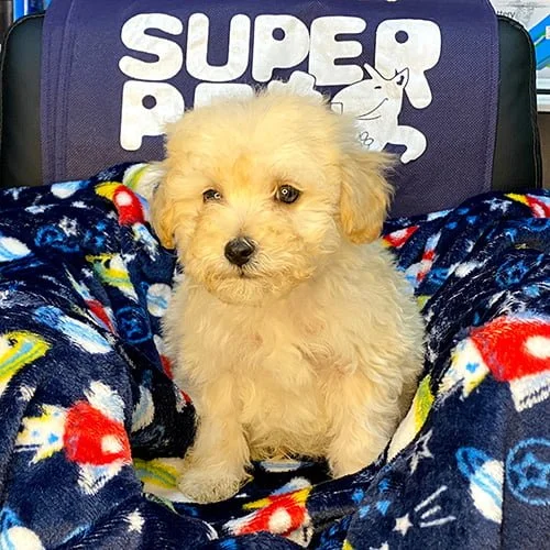 Cachorros castellano de venta en Ecuador