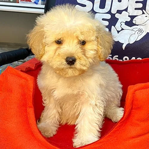 Perros castellano de venta