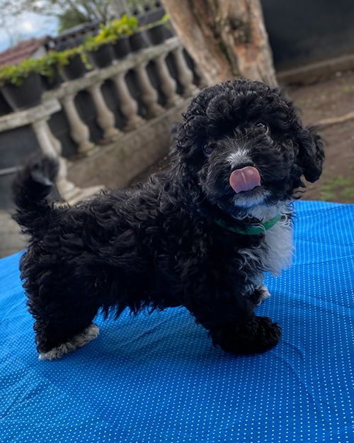 French poodle negro macho de venta en Ecuador - Tienda mascotas Super Pet