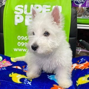 Venta de perros West Highland White Terrier