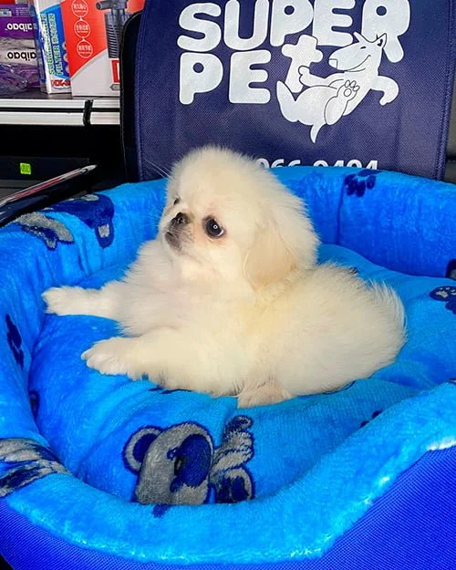 Pekinés macho blanco de venta en Ecuador Tienda de mascotas
