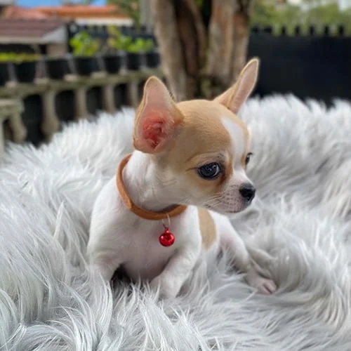 Chihuahua