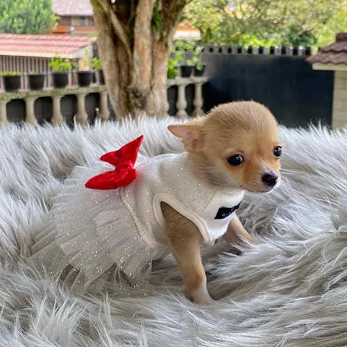 Precio de un perro Chihuahua