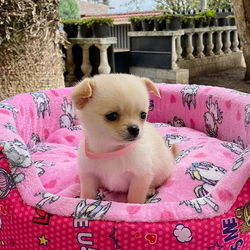 Comprar un cachorro chihuahua con tarjeta de crédito