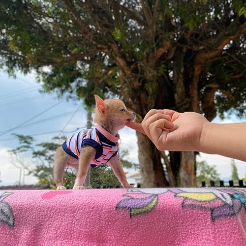 Precio de un cachorro Chihuahua