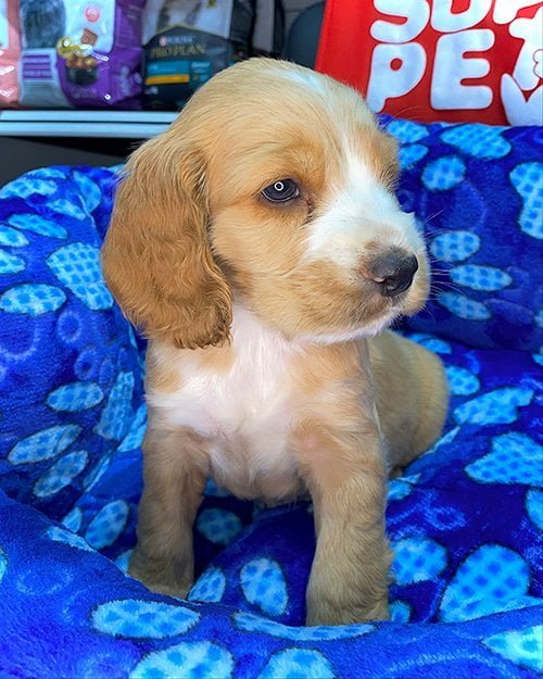 Venta de perros en Quito Entregas en Guayaquil, Machala, Cuenca, Salinas, Manta y todo Ecuador