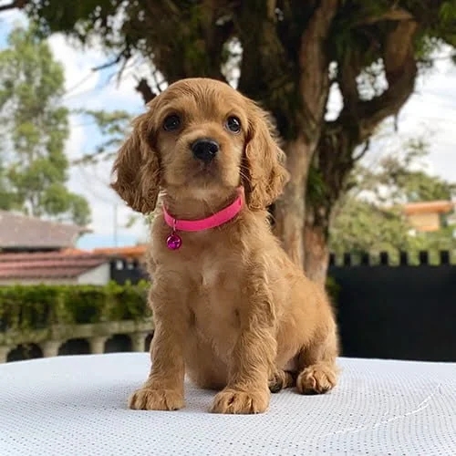 Venta de perros cocker con factura y garantía