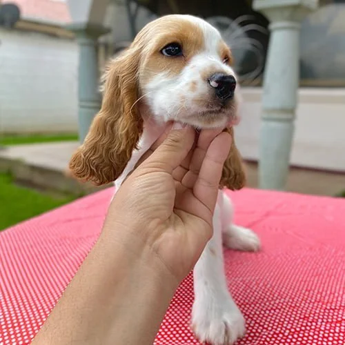 Comprar un cachorro cocker con tarjeta de crédito