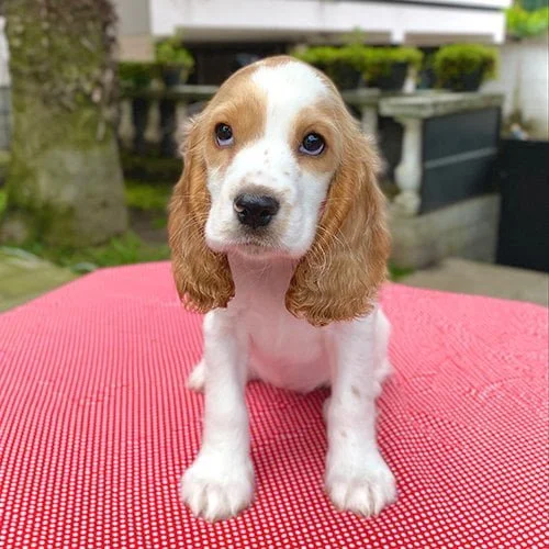 Comprar un perro cocker con factura y garantía