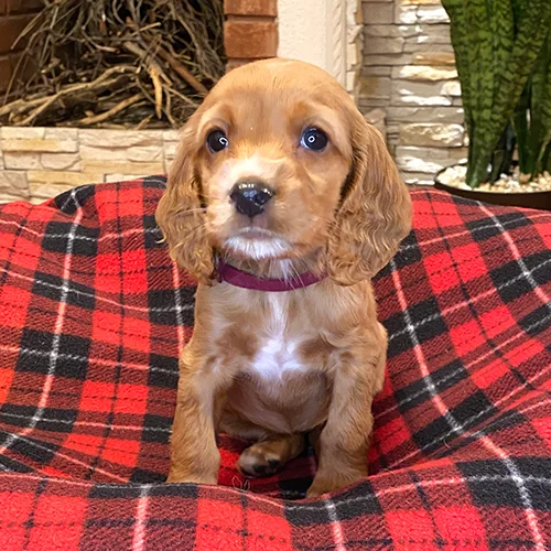Comprar un cachorro cocker con tarjeta de crédito